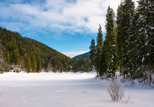 istock panorama of coniferous forest in winter 924561988