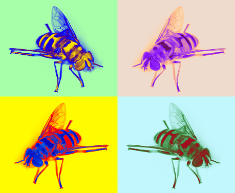 Hoverfly in pop art style