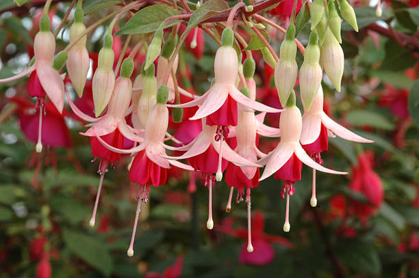 Mini Hanging Roses 3,500+ Hanging Roses Stock Photos, Pictures & Royalty-Free Images - iStock