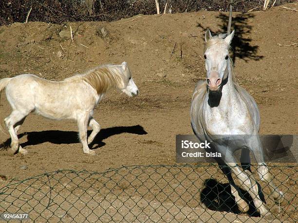 Белые Лошадей — стоковые фотографии и другие картинки Бегать - Бегать, Без людей, Белая лошадь