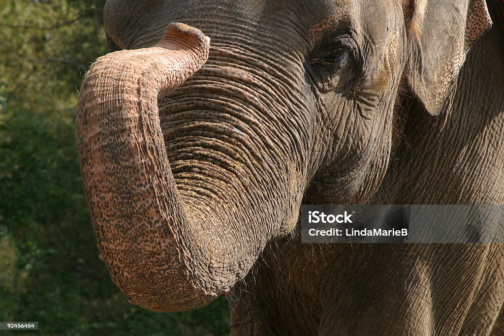 Elefante - Foto de stock de Animal libre de derechos