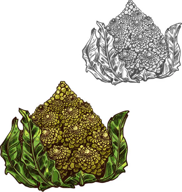 Vector illustration of Romanesco cabbage vector sketch vegetable icon