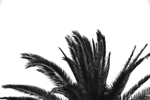 istock Black and white monochrome image of isolated palm tree 924564714
