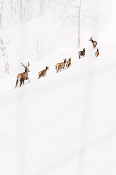 istock Deer in the winter, Slovenia 924565454