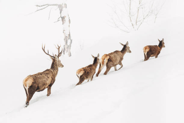istock Deer in the winter, Slovenia 924565464