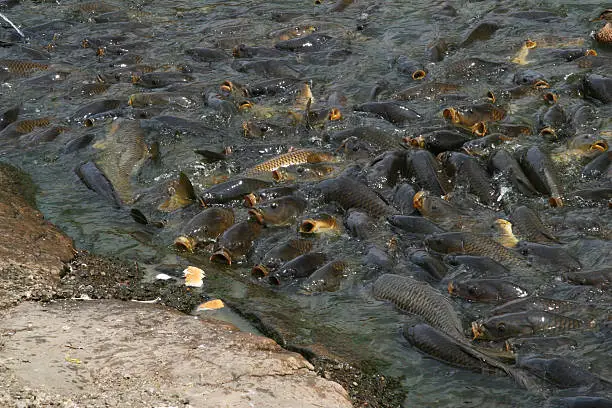 Photo of Carp/Fish at Pymatuning Lake 4
