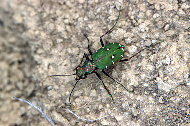 green beetle - 班蝥 個照片及圖片檔