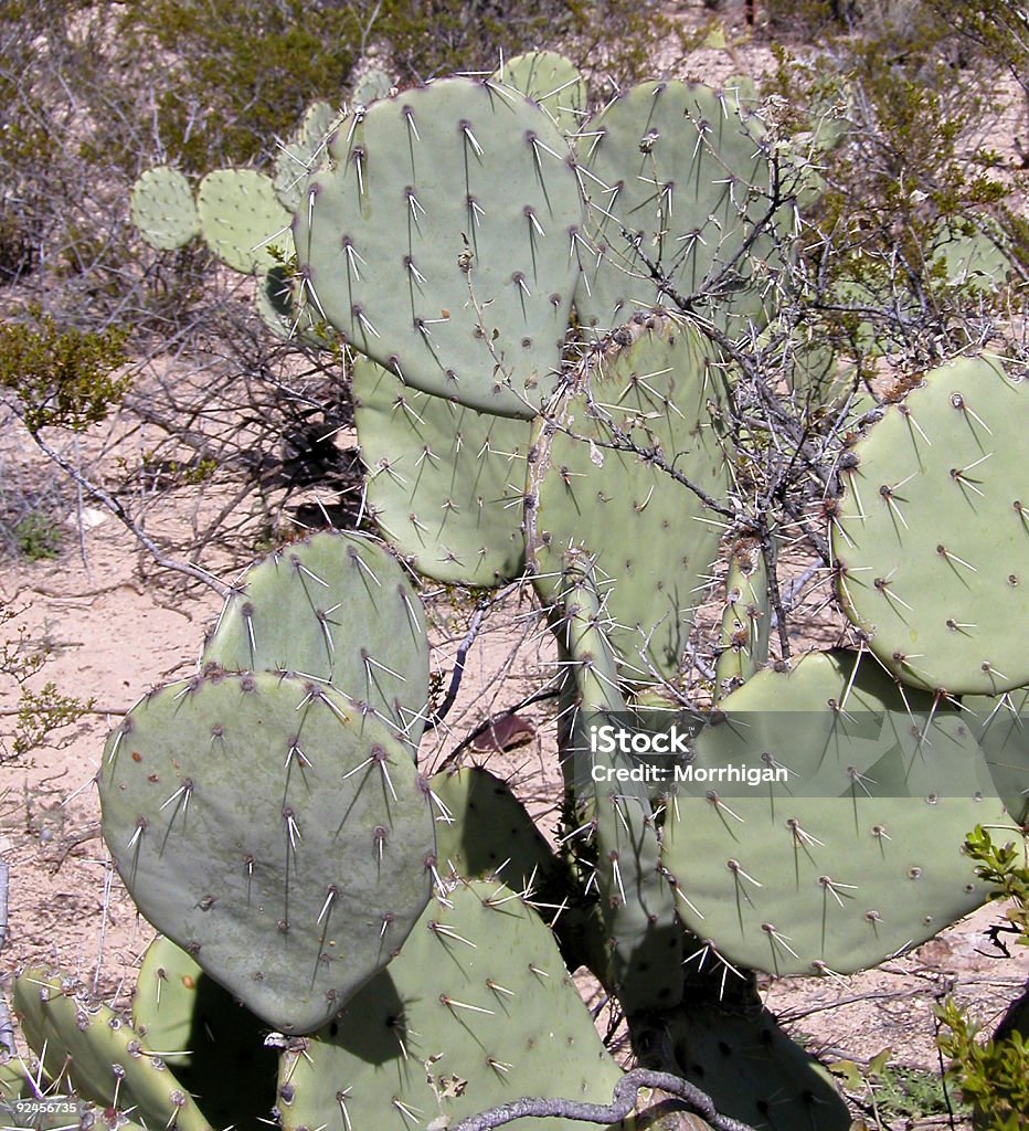 Prickley Birne - Lizenzfrei Biegung Stock-Foto