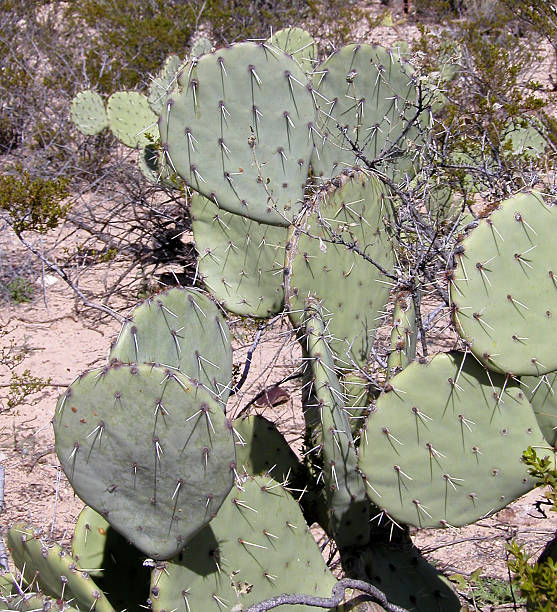 prickley pera - prickley pear cactus fotografías e imágenes de stock