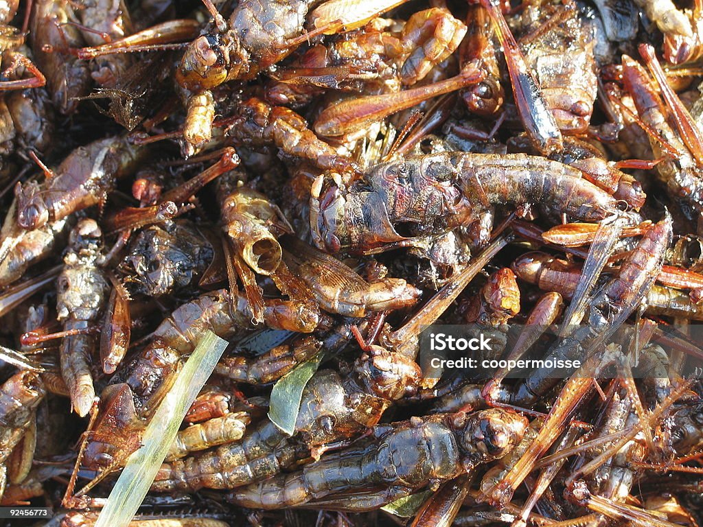 Frit Grasshoppers - Photo de Aliment libre de droits