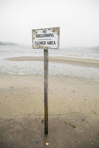 istock No Shellfishing sign on beach in Chatham, Massachusetts on Cape Cod. 924568136
