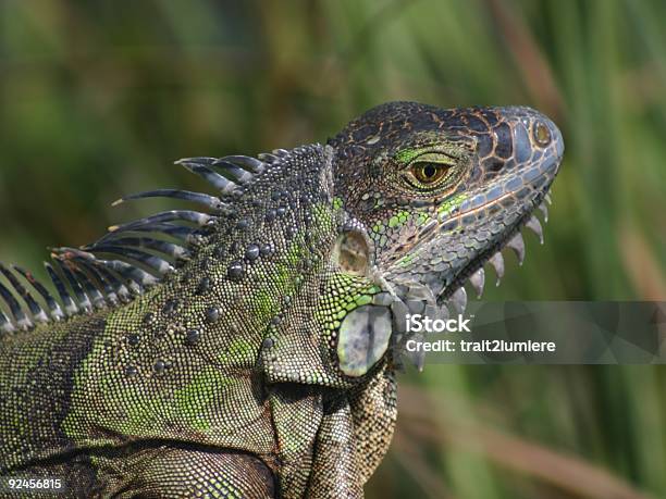 Iguana Closeup - Fotografie stock e altre immagini di Ambientazione esterna - Ambientazione esterna, Animale, Animale a sangue freddo