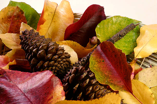Yellow and green maple leaves and cones on white isolated background. Autumn frame