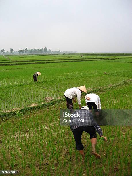 Agricoltori Di Un Agricoltore Raccolta - Fotografie stock e altre immagini di Agricoltore - Agricoltore, Ambientazione esterna, Campo