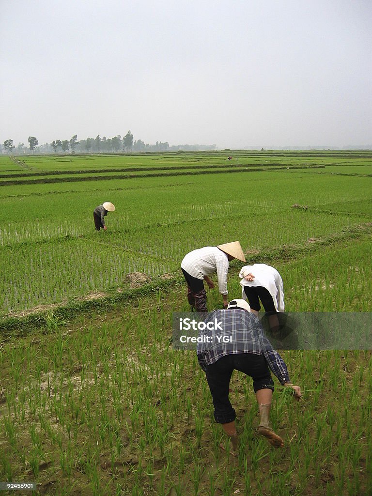 Agricultores em um agricultor Colheita - Royalty-free Agricultor Foto de stock