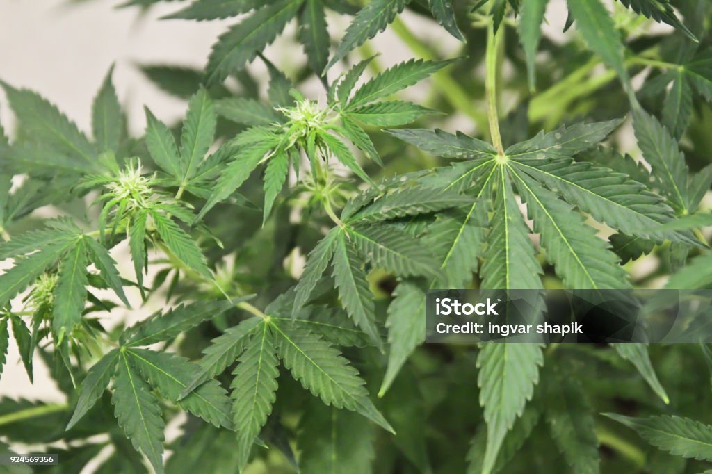 марихуана в цветочных
