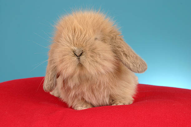 Fuzzy Lop Rabbit  fluffy rabbit stock pictures, royalty-free photos & images