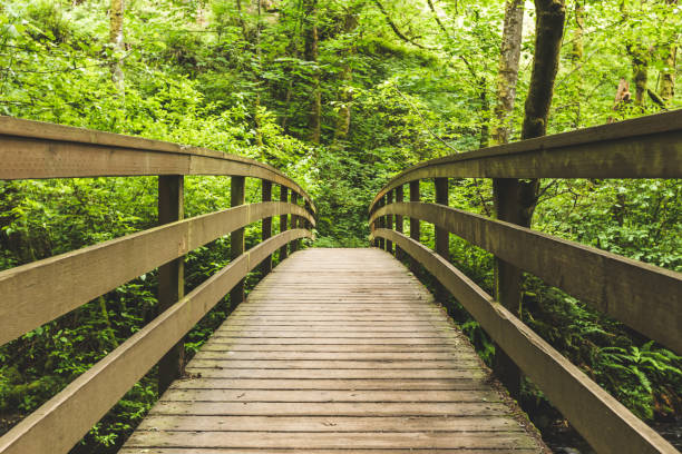 istock Wood Bridge in Lush Forest 924572608