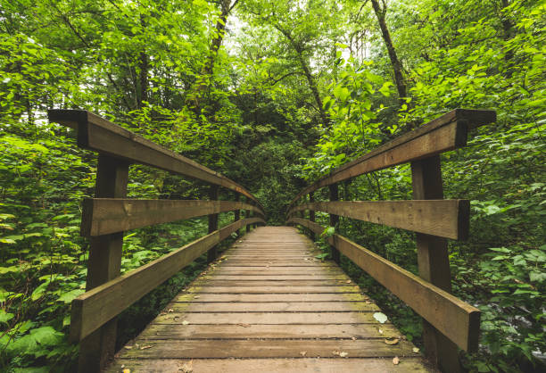 istock Wooden Bridge in Green Forest 924575272
