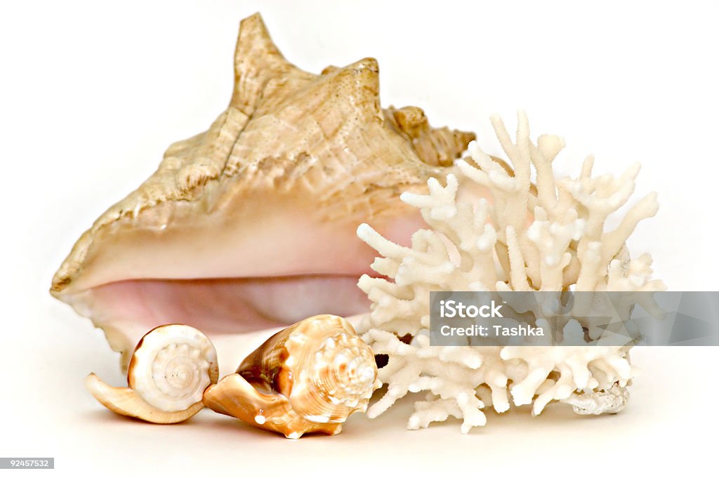 Sea shell Skład - Zbiór zdjęć royalty-free (Aranżacja)