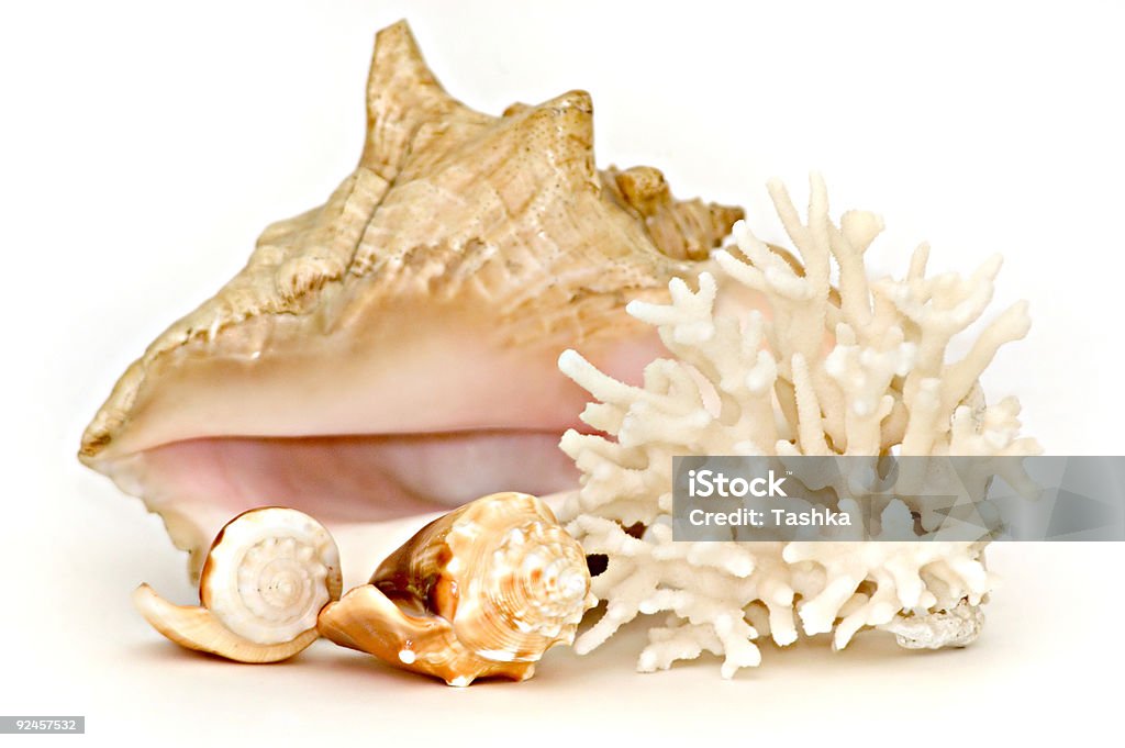 Sea shell состав - Стоковые фото Багамские острова роялти-фри