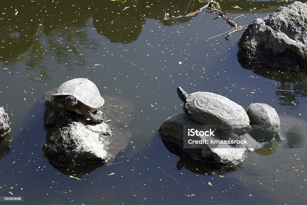 Costa Rica-tortugas - Foto de stock de Aire libre libre de derechos