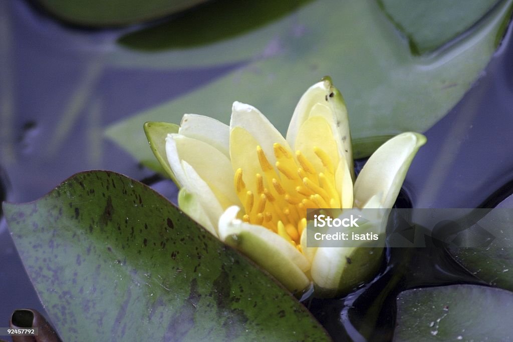 Amarillo agua lilly - Foto de stock de Agua libre de derechos