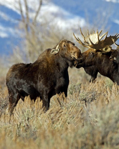 Threatening Cow Moose with Bulls Bull and Cow Moose bull moose stock pictures, royalty-free photos & images