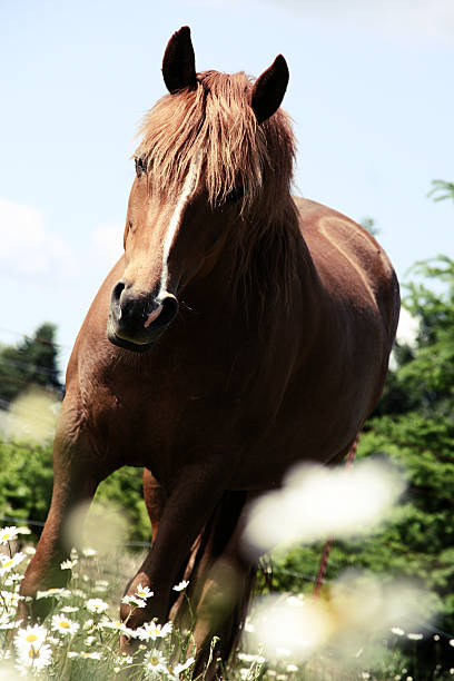 istock Sideways Photo of a Horse 92458032