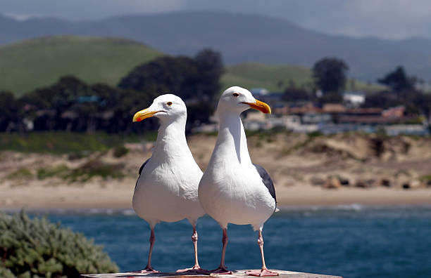 Par de gaivotas - fotografia de stock