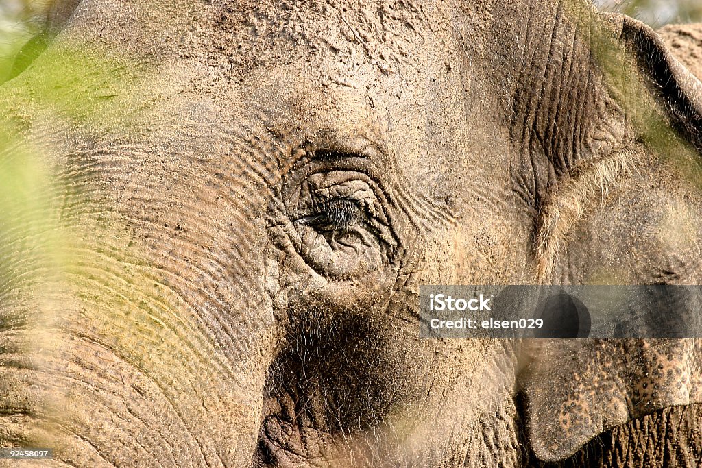 Elephants eye Detail of an elephant Animal Ear Stock Photo