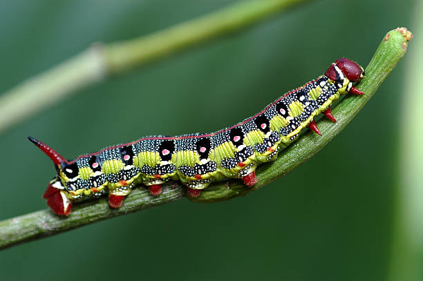 macro caterpillar stock photo