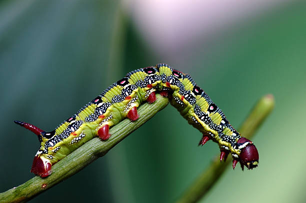 caterpillar stock photo