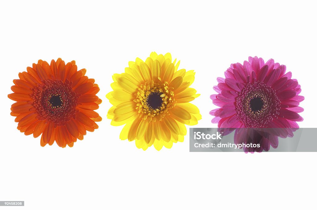 Three colorful gerberas all in a row  Three gerberas Beauty Stock Photo
