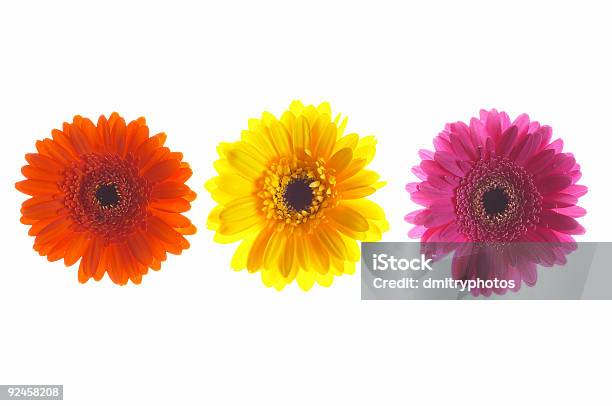 Three Colorful Gerberas All In A Row Stock Photo - Download Image Now - Beauty, Beauty In Nature, Blossom