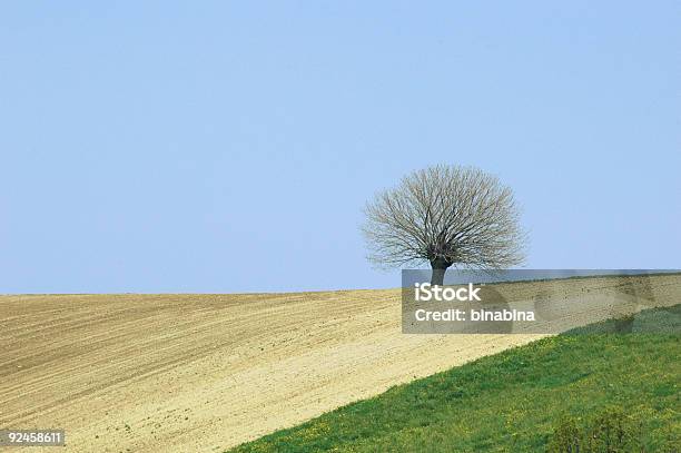 Árbol Solitario En La Colina Foto de stock y más banco de imágenes de Arbusto - Arbusto, Azul, Biología