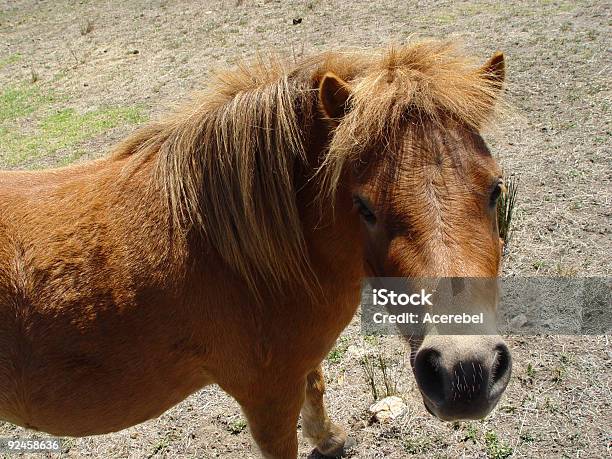 Kudłatym Pony - zdjęcia stockowe i więcej obrazów Bez ludzi - Bez ludzi, Ciekawość, Fotografika