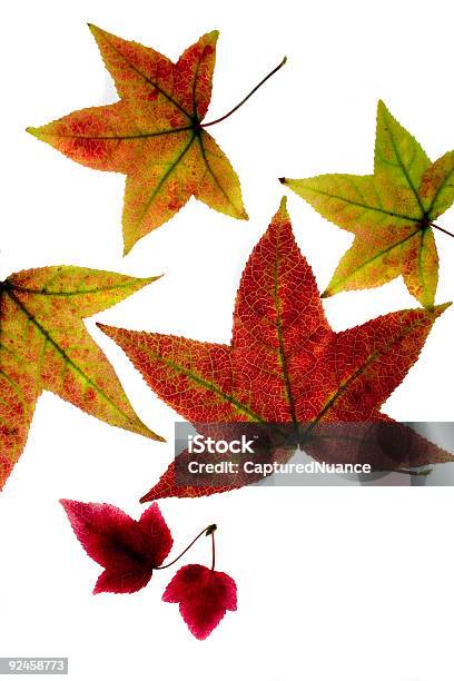 Fall Light Stock Photo - Download Image Now - Autumn, Backgrounds, Branch - Plant Part