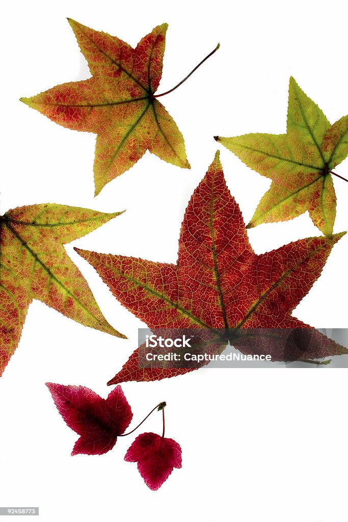 Outono de luz - Foto de stock de Colorido royalty-free