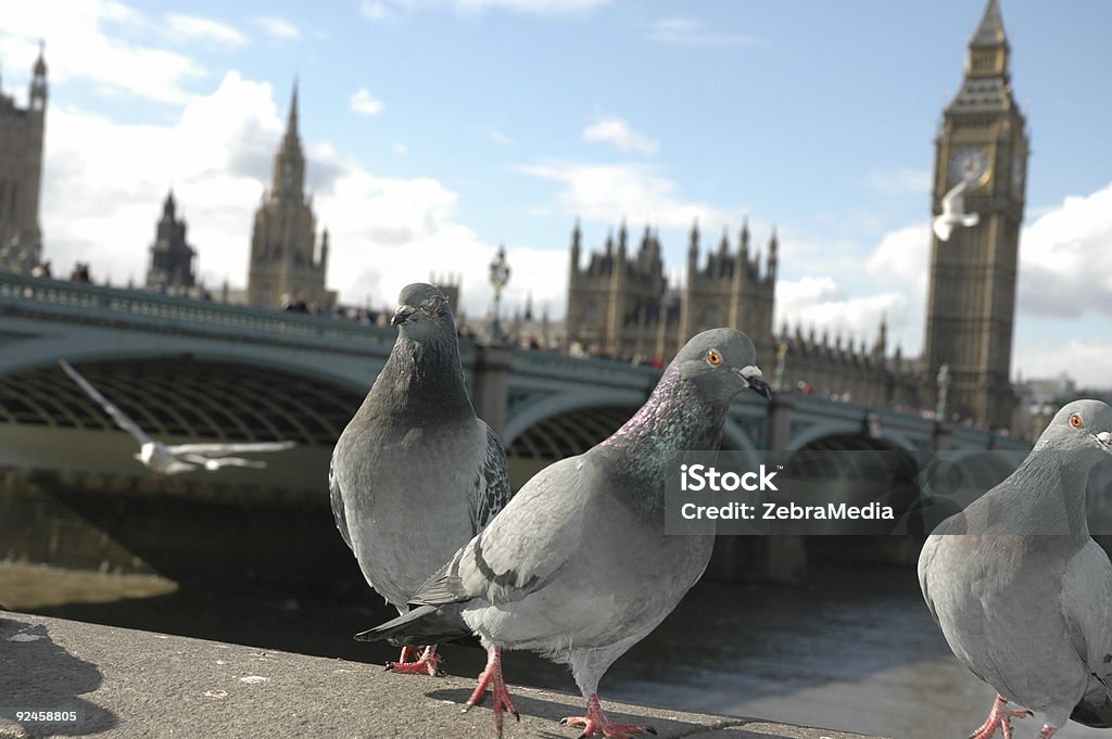 영어 집비둘기 - 로열티 프리 0명 스톡 사진
