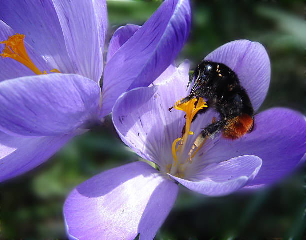 Hummel Bee-1 stock photo