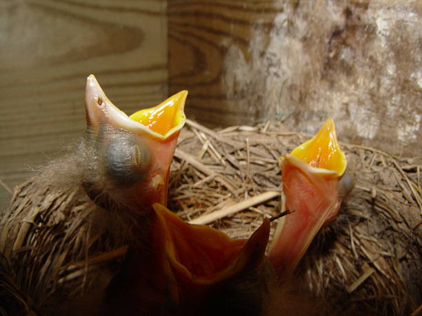 feed me - dependency animal nest robin bird стоковые фото и изображения