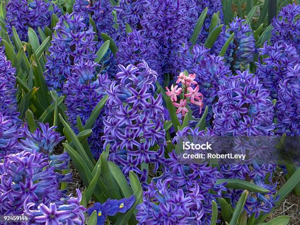 Foto de Derosa Flor Entre Azul e mais fotos de stock de Azul - Azul, Botânica - Assunto, Brilhante - Luminosidade