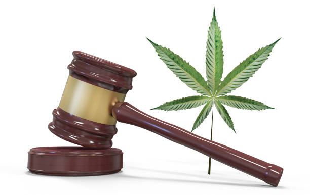 istock Gavel and marijuana isolated on white 924593226