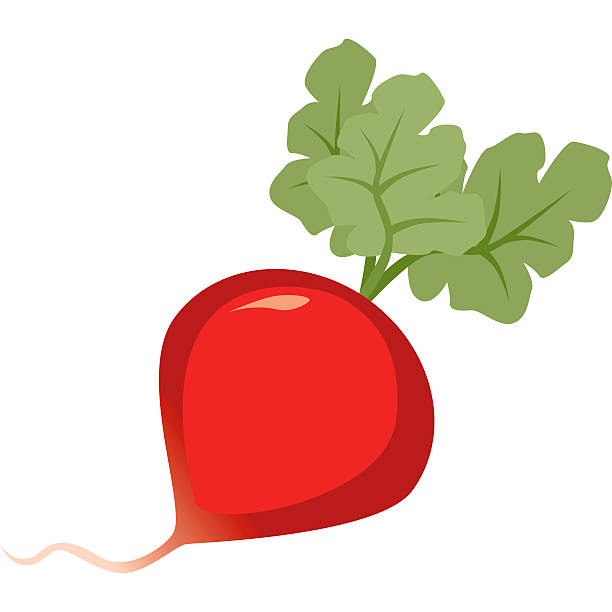 ilustrações de stock, clip art, desenhos animados e ícones de rabanete - radish white background vegetable leaf