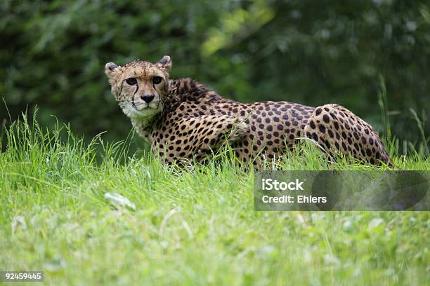 Kobieta Cheetah - zdjęcia stockowe i więcej obrazów Afryka - Afryka, Aspiracje, Chować się