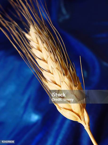 Trigo Dourado - Fotografias de stock e mais imagens de Caule de planta - Caule de planta, Cereal, Colheita