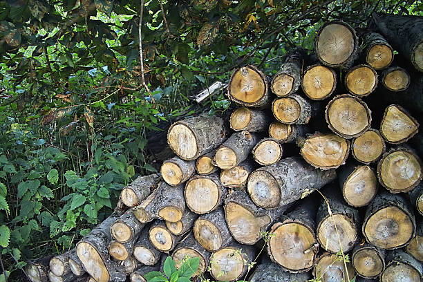 Stack of wood (detail) stock photo