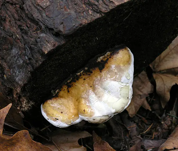 Photo of Funky Fungus