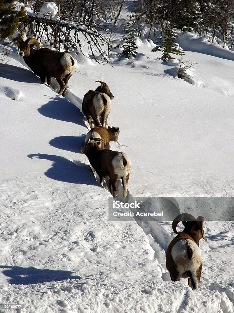 Bighorns in einer Linie - Lizenzfrei Ast - Pflanzenbestandteil Stock-Foto